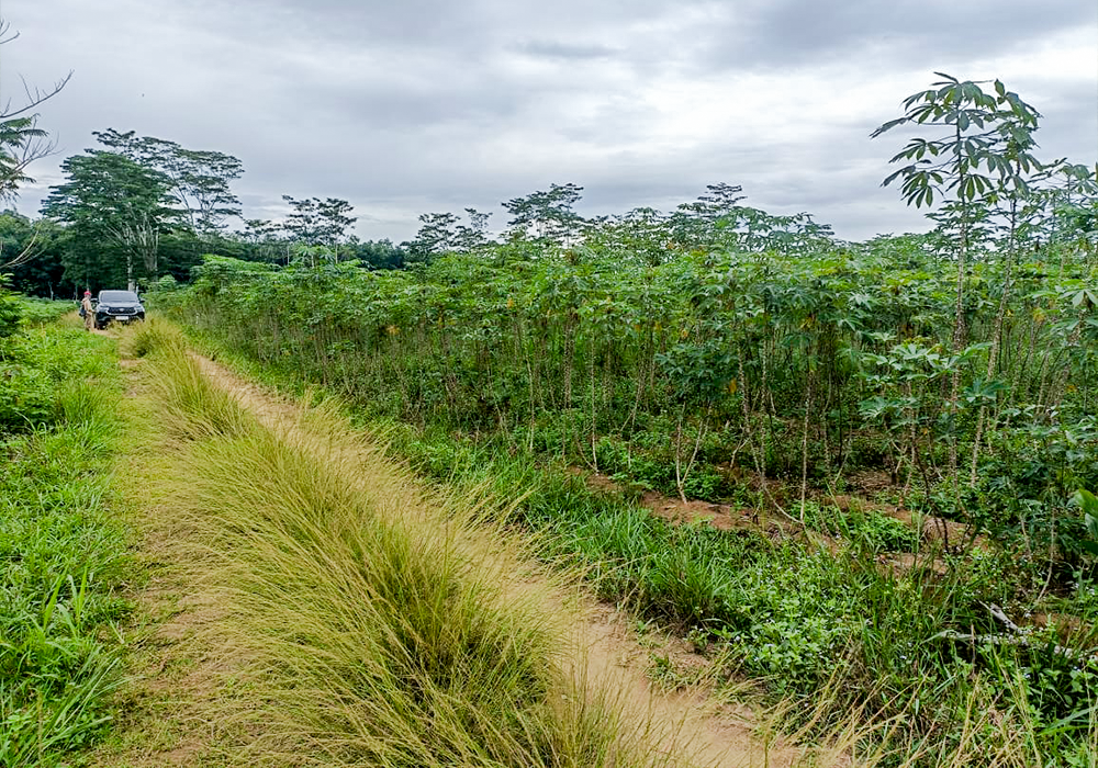 TANAH DI KAB. LAMPUNG UTARA - WOFF743-3 - foto 5